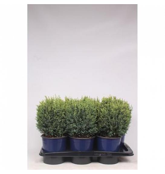 Chamaecyparis lawsoniana Snow White C2 Lit. 30-40 cm
