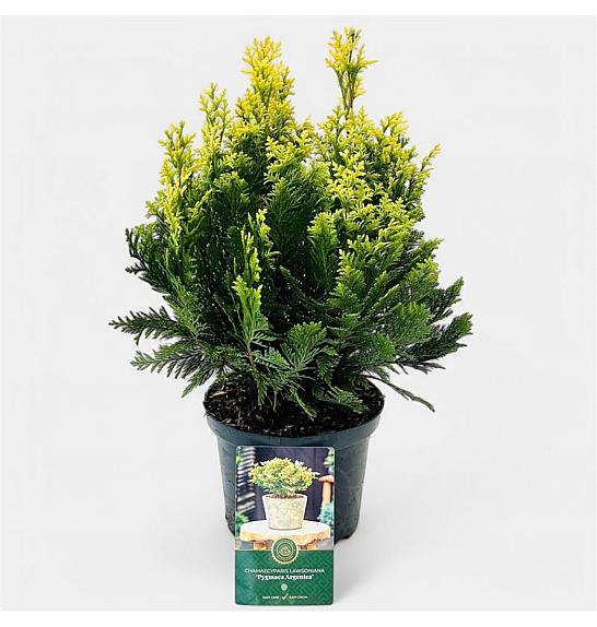 Chamaecyparis lawsoniana Pygmaea Argentea C2,5 Lit. 20-25 cm