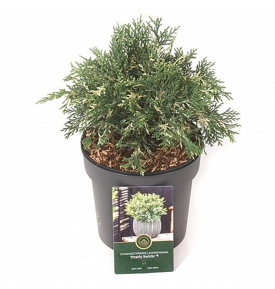 Chamaecyparis lawsoniana Pearly Swirls C2,5 Lit. 25-30 cm