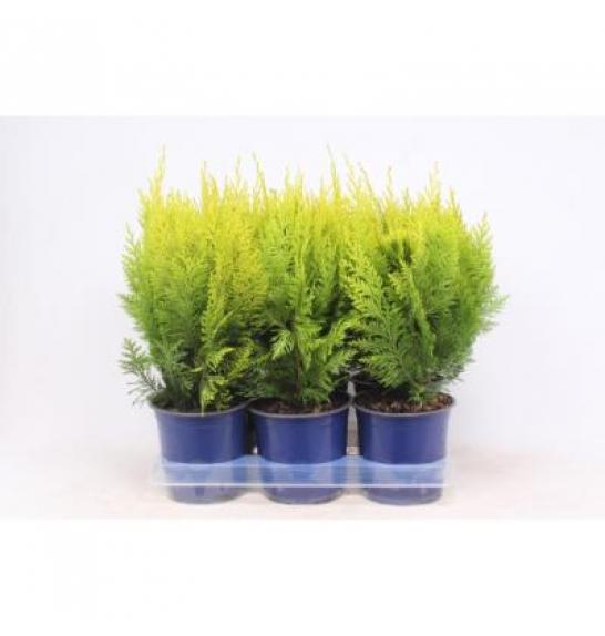 Chamaecyparis lawsoniana Ivonne Ø15 20-30 cm