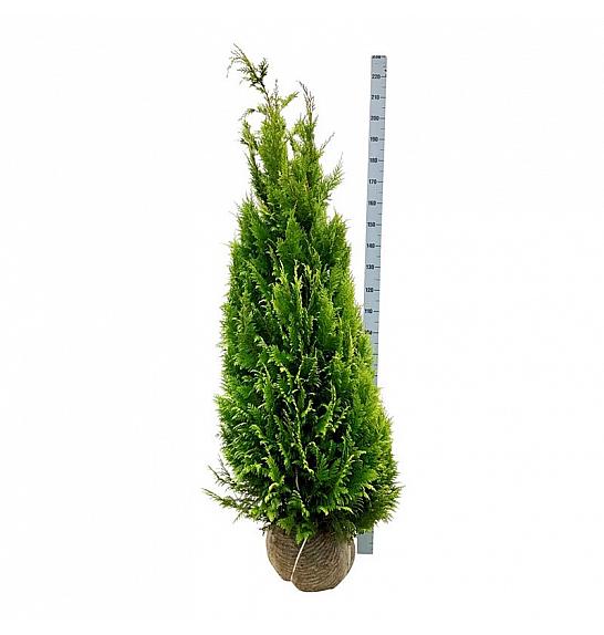 Chamaecyparis lawsoniana Ivonne bala 160-180 cm extra