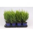 Chamaecyparis lawsoniana Green Pillar C1 Lit. 20-30 cm