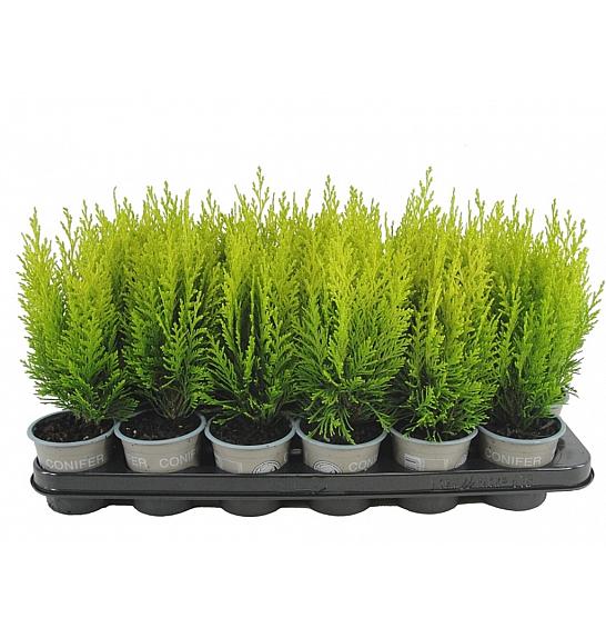 Chamaecyparis lawsoniana Erecta Aurea Ø9