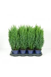Chamaecyparis lawsoniana Ellwoodii C1 Lit. 20-30 cm