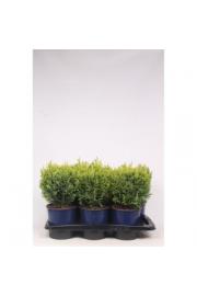 Chamaecyparis lawsoniana Ellwood's Empire C2 Lit. 30-40 cm