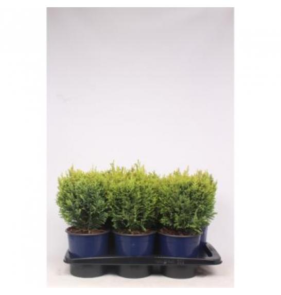 Chamaecyparis lawsoniana Ellwood's Empire C2 Lit. 30-40 cm