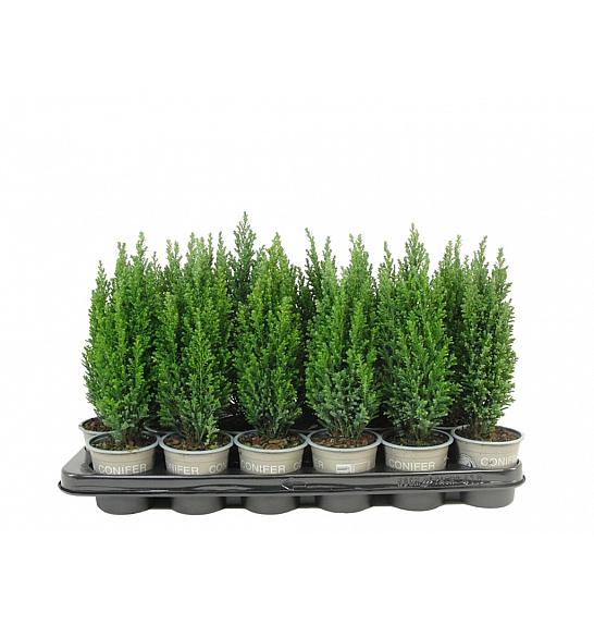 Chamaecyparis lawsoniana Ellw. Pillar Ø9
