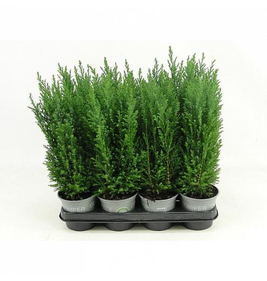 Chamaecyparis lawsoniana Ellw. Empire Ø9