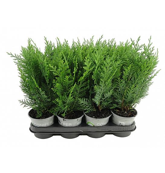 Chamaecyparis lawsoniana Columnaris Ø11