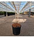 Cercis chinensis Avondale C11 Lit. 40-50 cm