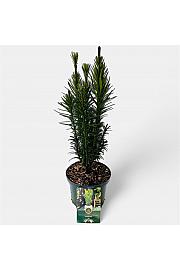 Cephalotaxus harringtonia Fastigiata C2,5 Lit. 30-40 cm