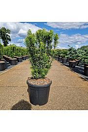 Cephalotaxus harringtonia Fastigiata C11 Lit. 50-60 cm