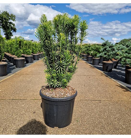 Cephalotaxus harringtonia Fastigiata C11 Lit. 50-60 cm