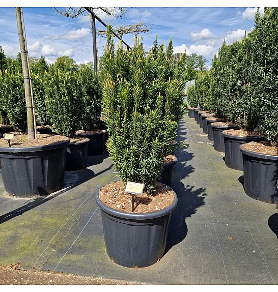 Cephalotaxus harringtonia Fastigiata C65 Lit. 100-120 cm