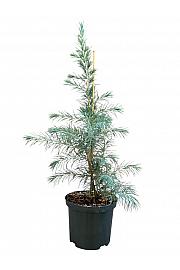 Cedrus deodara C2,5 Lit. 30-40 cm