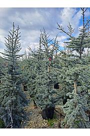 Cedrus atlantica Glauca C35 Lit. 150-175 cm