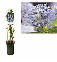 Ceanothus tryrsiflorus Repens C2,5 Lit. 40-60 cm