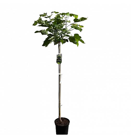 Catalpa bignonioides Nana C10 Lit. Na steblu 120 cm, 1 leto 6/8 cm