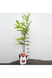 Castanea sativa C5 Lit. 100-125 cm BIO