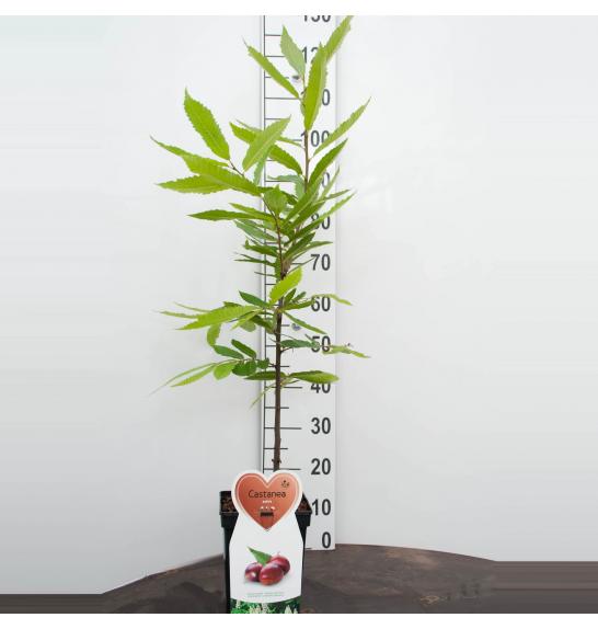 Castanea sativa C5 Lit. 100-125 cm BIO