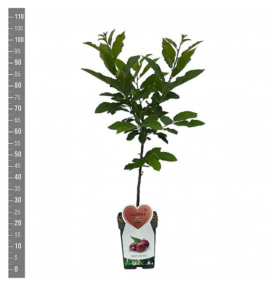 Castanea sativa C5 Lit. 80-100 cm