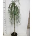 Caragana arborescens Walker C7,5 Lit. Na steblu 80 cm