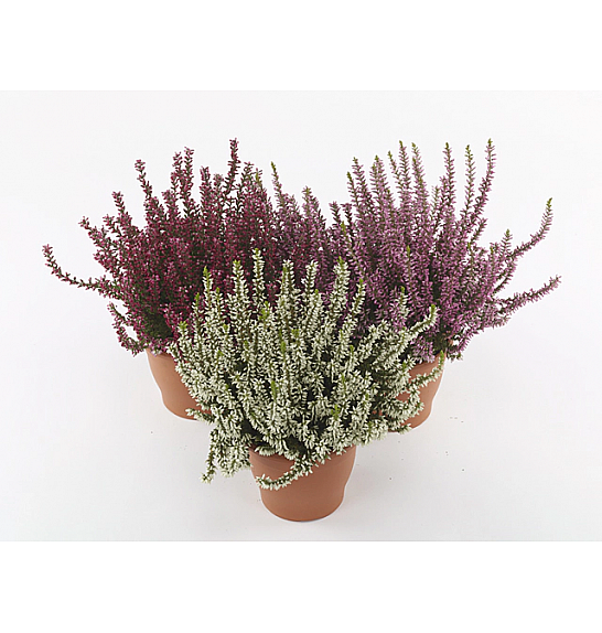 Calluna Marlies Ø9 mix
