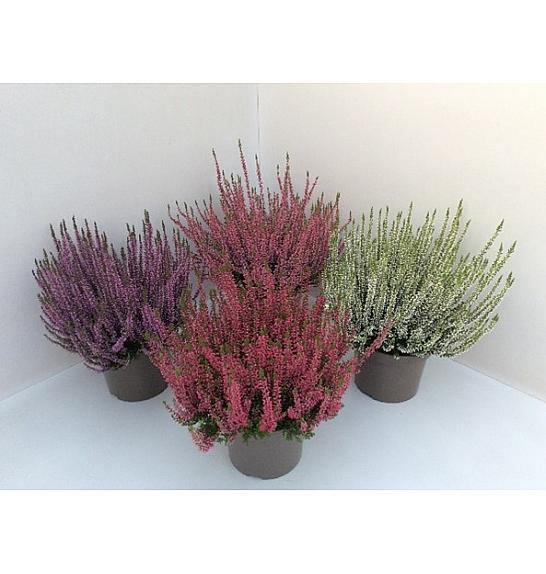 Calluna Garden Girls Ø 17 mix