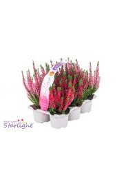 Calluna Beauty Ladies Wildberry Wonder Ø9 6 pack (123318)