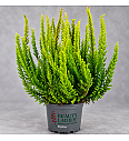 Calluna Beauty Ladies Skyline Ø 9,5 mix