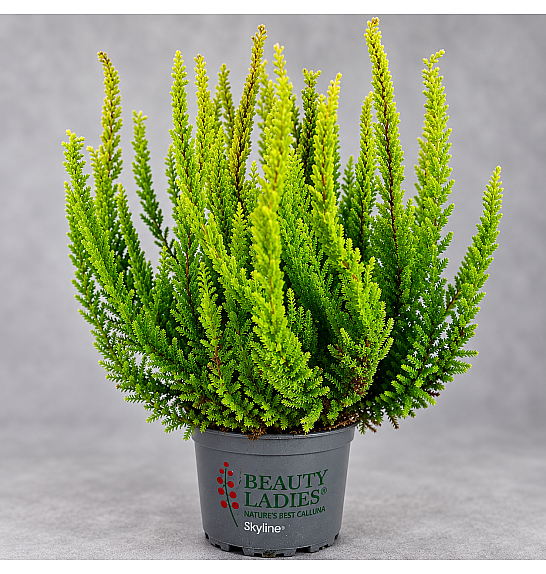 Calluna Beauty Ladies Skyline Ø 9,5 mix