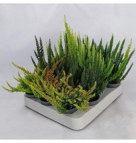 Calluna Beauty Ladies Skyline Ø 6 mix