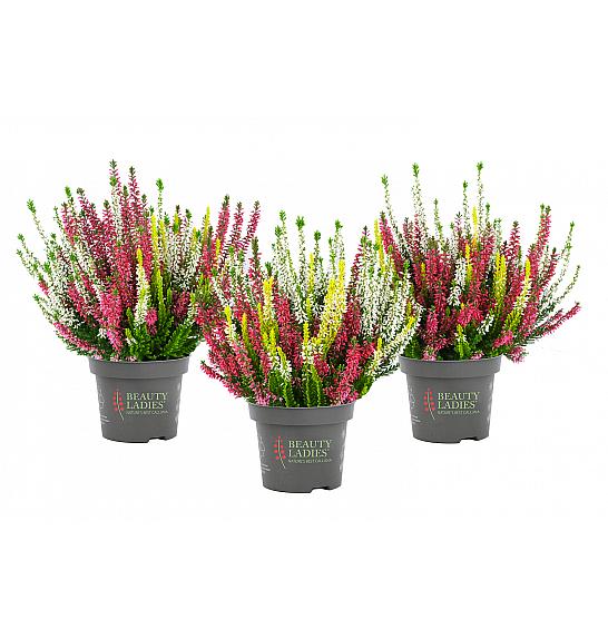 Calluna Beauty Ladies Ø 9,5 Trio