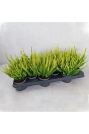 Calluna Beauty Ladies Ø9,5 rumena
