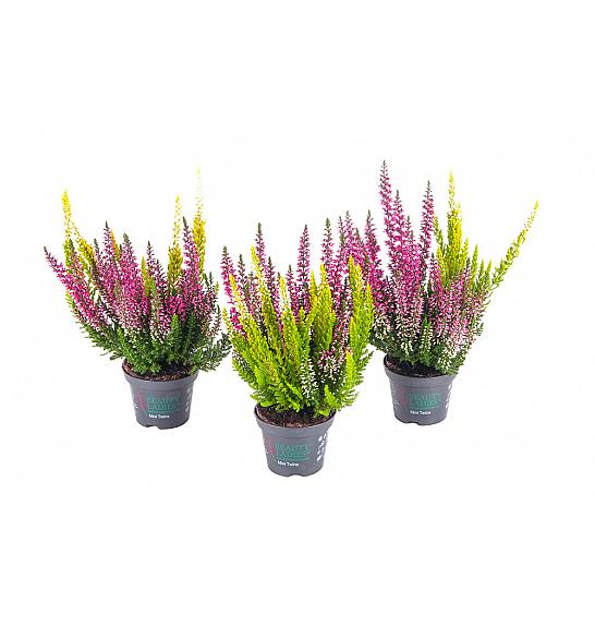 Calluna Beauty Ladies Ø 6 Twins