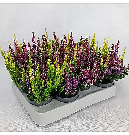 Calluna Beauty Ladies Ø 6 Trio