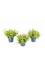 Calluna Beauty Ladies Ø 6 rumena