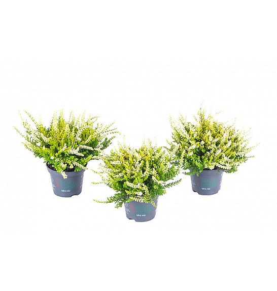 Calluna Beauty Ladies Ø 6 rumena