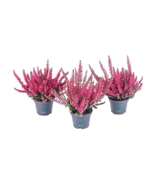 Calluna Beauty Ladies Ø6 rdeča (51927)