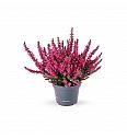 Calluna Beauty Ladies Ø 6 rdeča