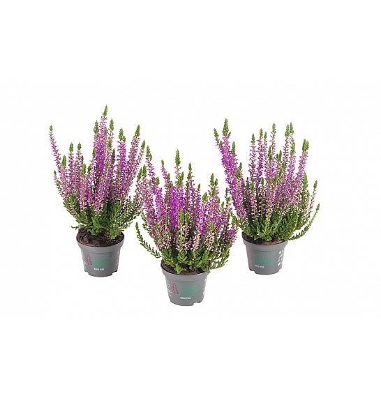 Calluna Beauty Ladies Ø 6 lila