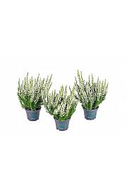 Calluna Beauty Ladies Ø 6 bela