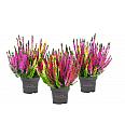 Calluna Beauty Ladies Ø 12 Trio