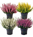 Calluna Beauty Ladies Ø12 mix