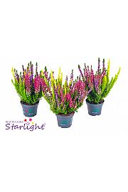 Calluna Beauty Ladies Milca Ø 9 6 pack