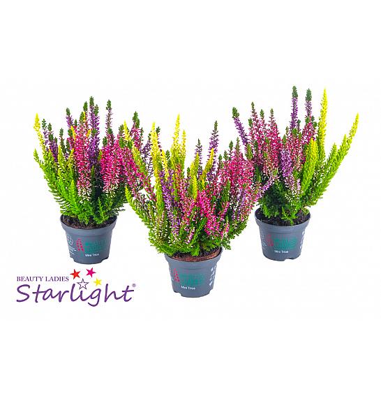 Calluna Beauty Ladies Milca Ø 9 6 pack