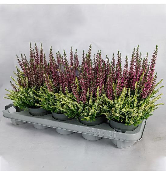 Calluna Beauty Ladies Colour Crown Ø10,5 (57788)