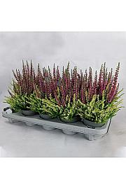 Calluna Beauty Ladies Colour Crown Ø 10,5