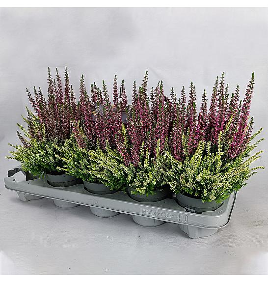 Calluna Beauty Ladies Colour Crown Ø 10,5