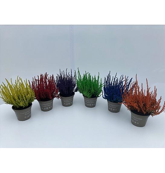 Calluna barvana Ø10 mix